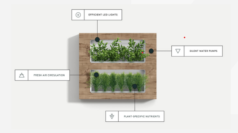 An image of a plant showing different features